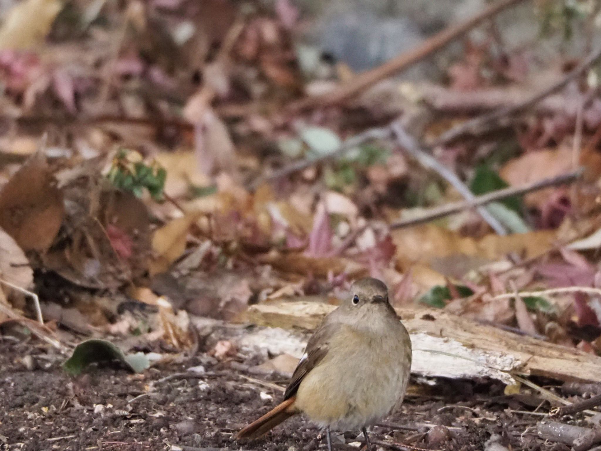 Daurian Redstart