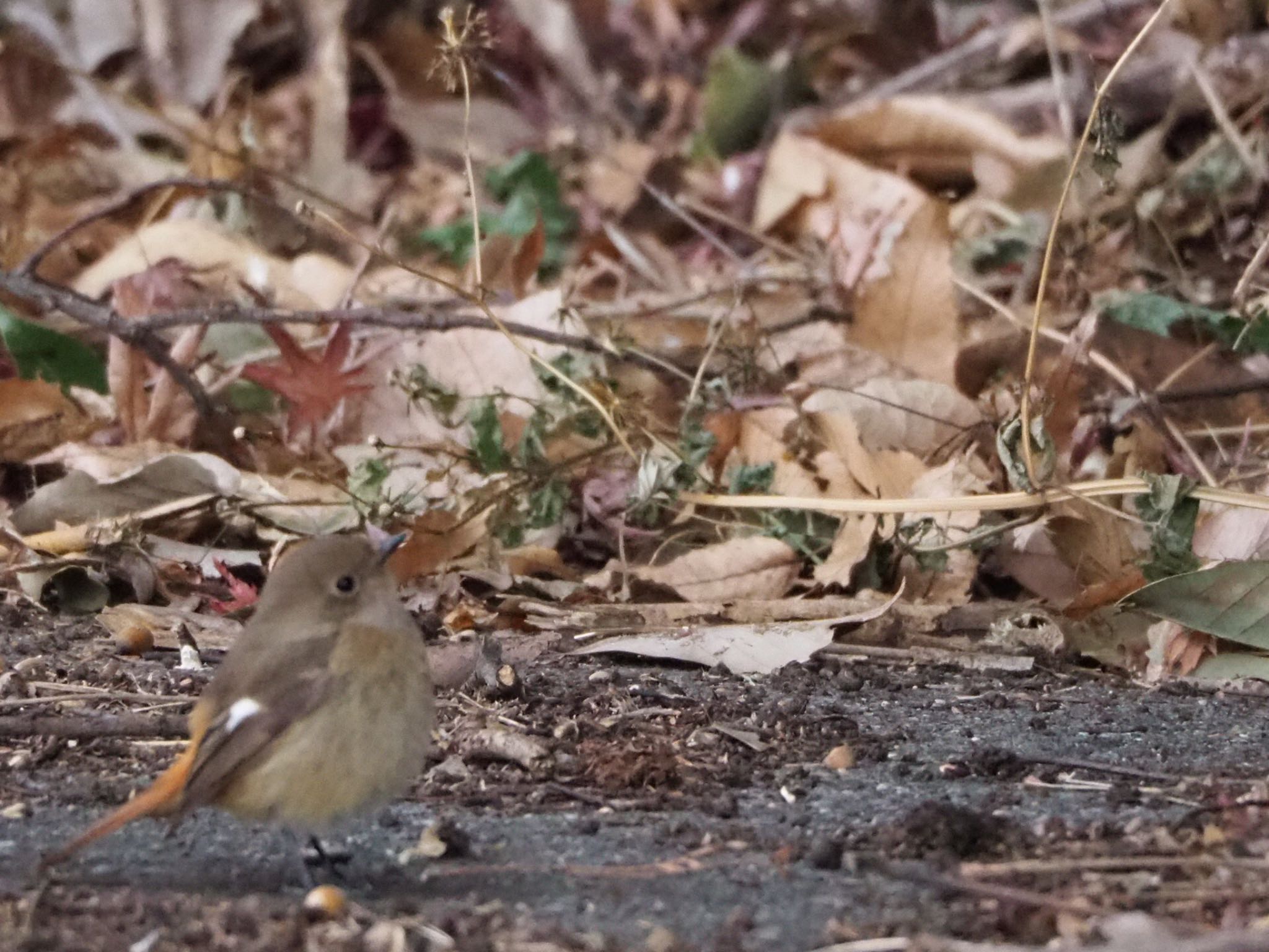 Daurian Redstart