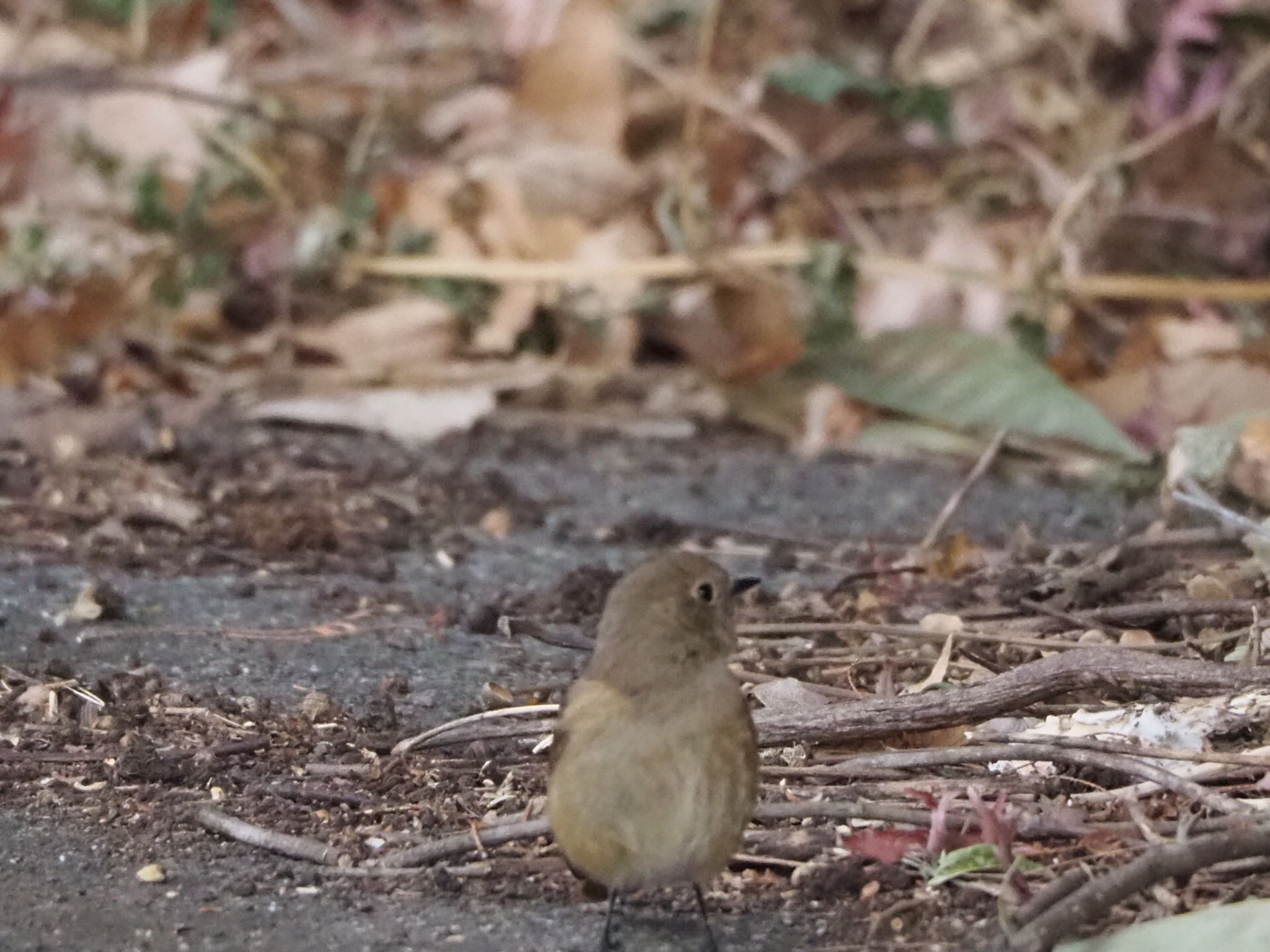 Daurian Redstart