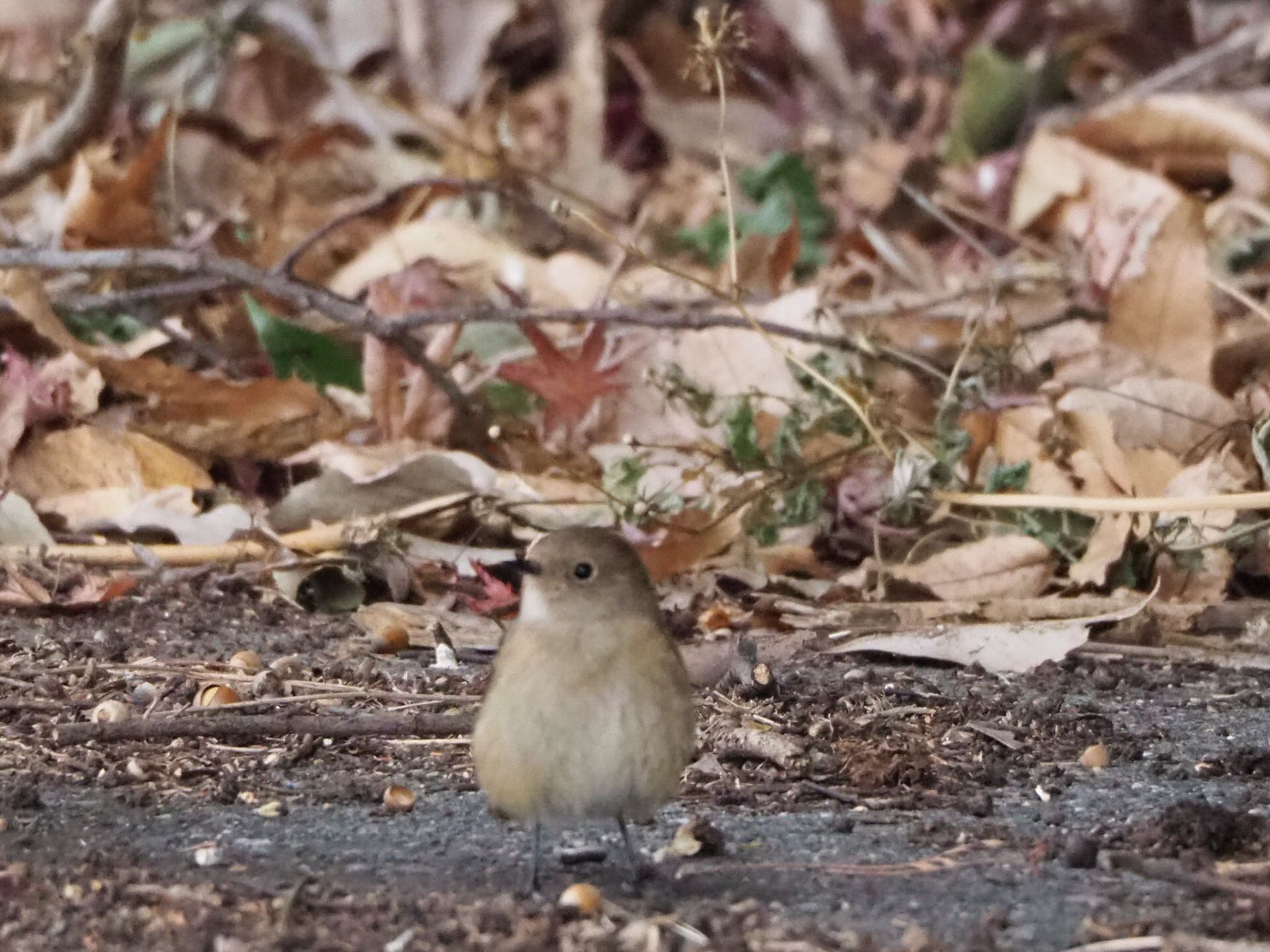 Daurian Redstart