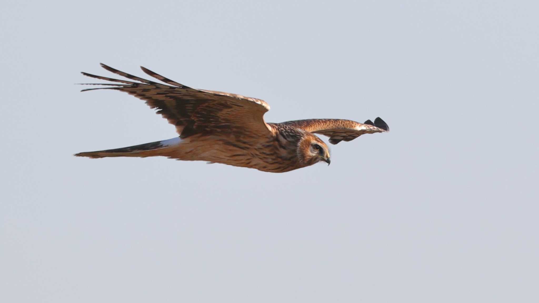 Photo of Eastern Marsh Harrier at Watarase Yusuichi (Wetland)