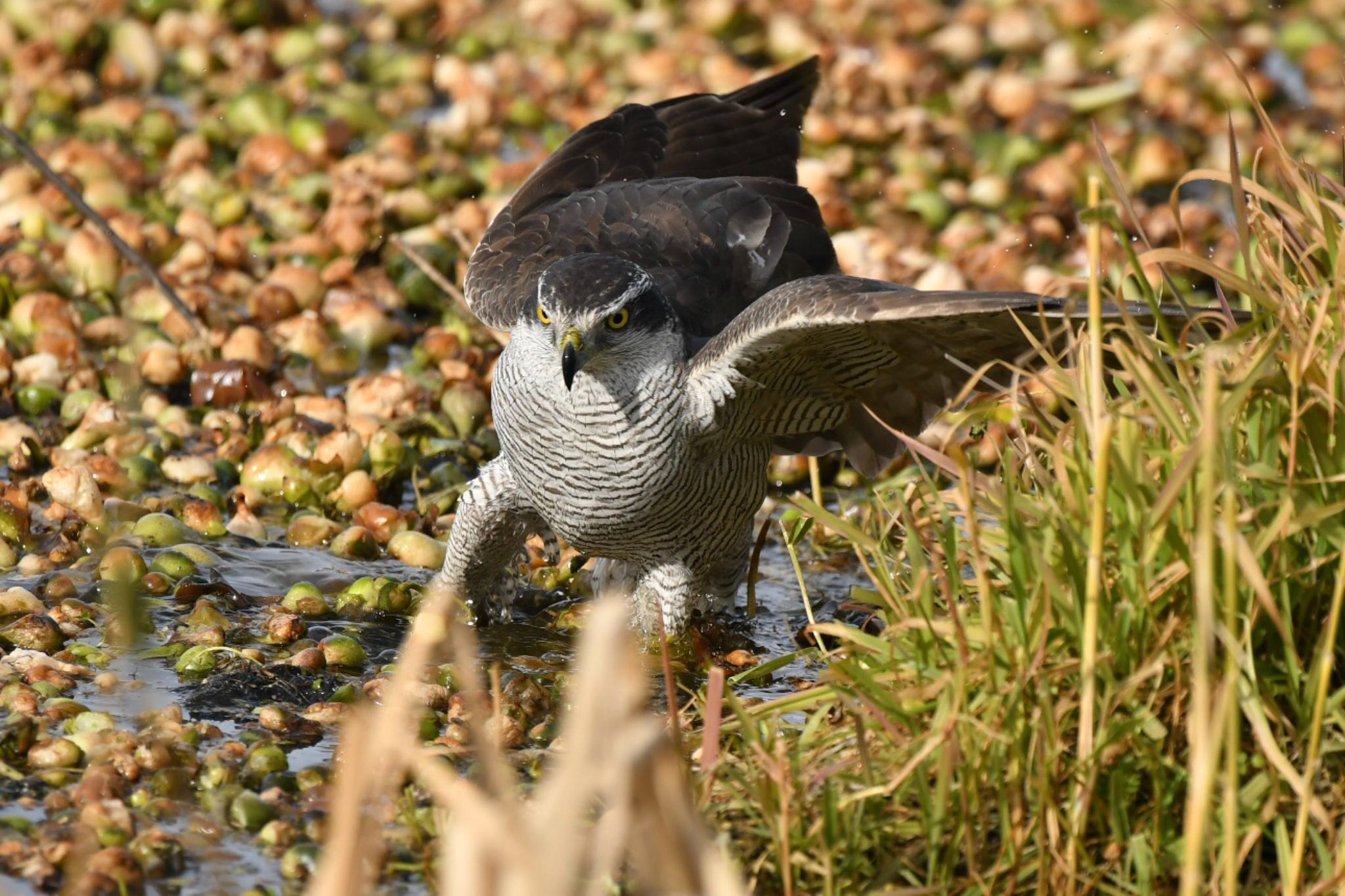 Photo of Eurasian Goshawk at 