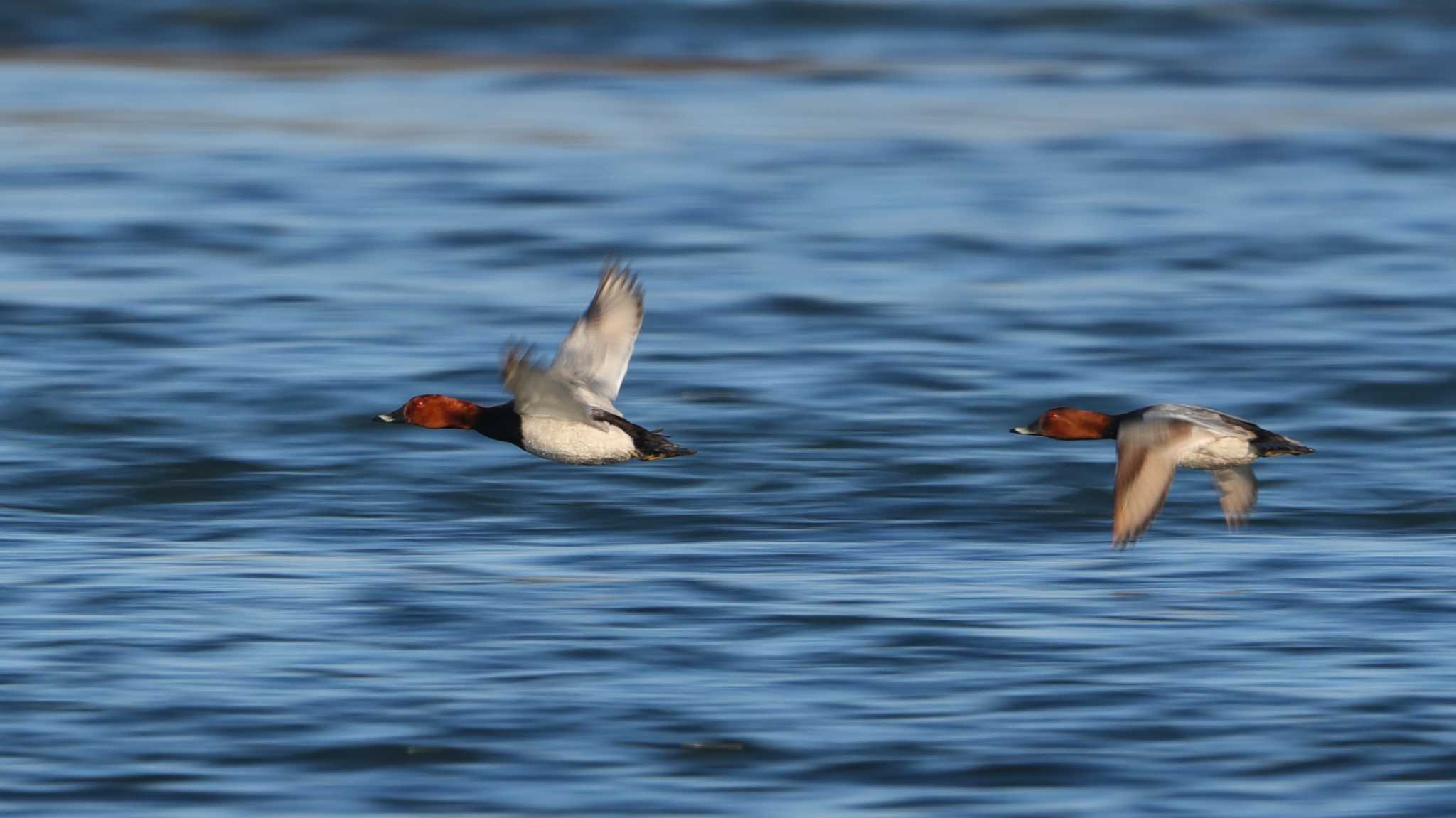 Photo of Common Pochard at 利根川 by 中嶋辰