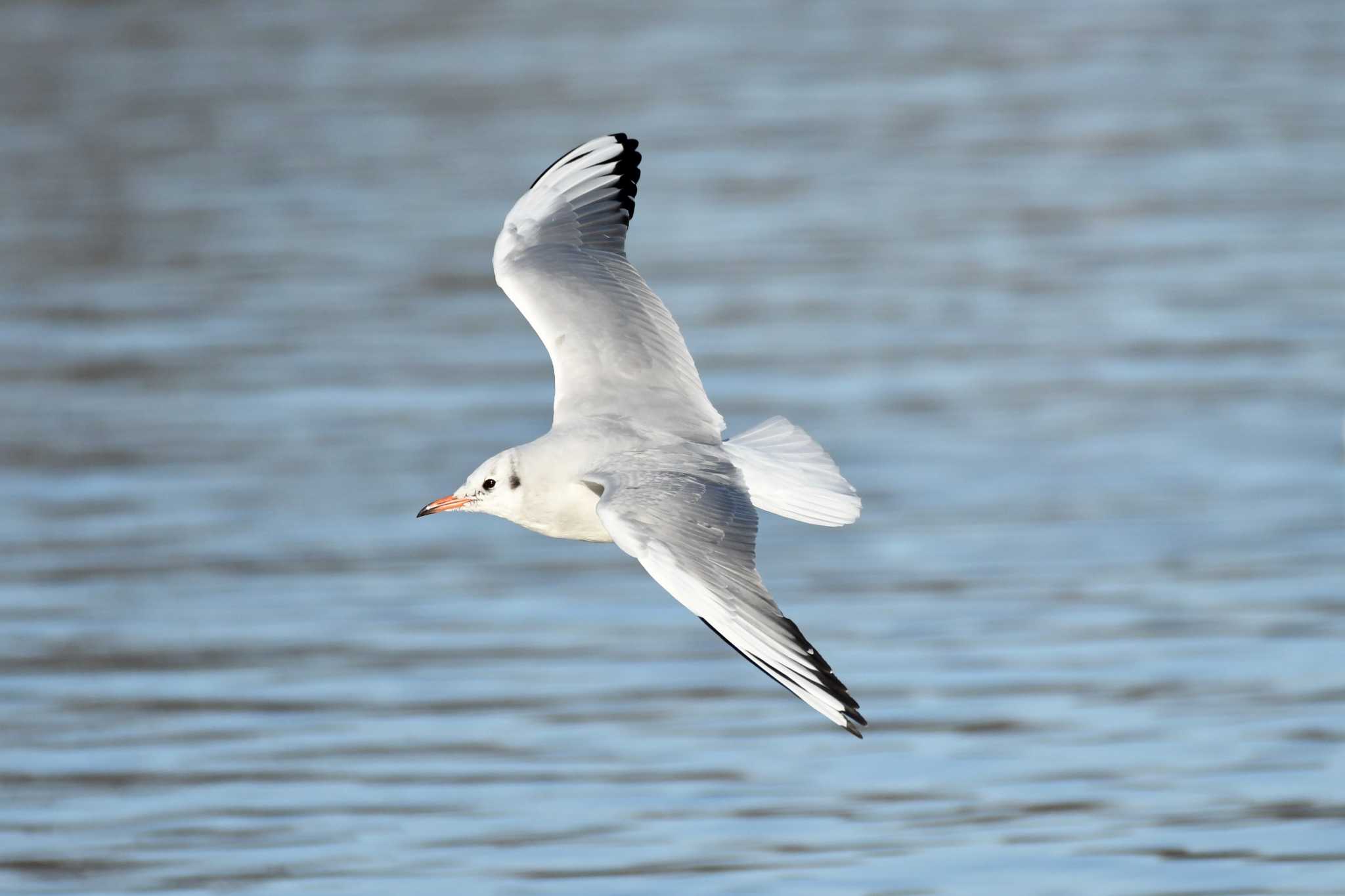 Photo of Black-headed Gull at Mizumoto Park