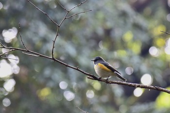 2016年12月1日(木) 新宿御苑の野鳥観察記録