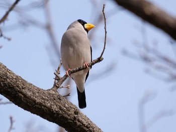 2021年1月3日(日) 平城宮跡の野鳥観察記録