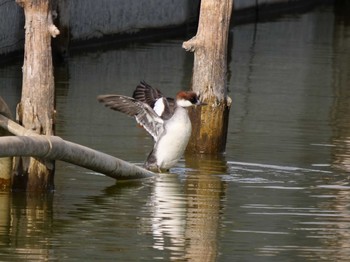 Sun, 1/3/2021 Birding report at 奈良市水上池