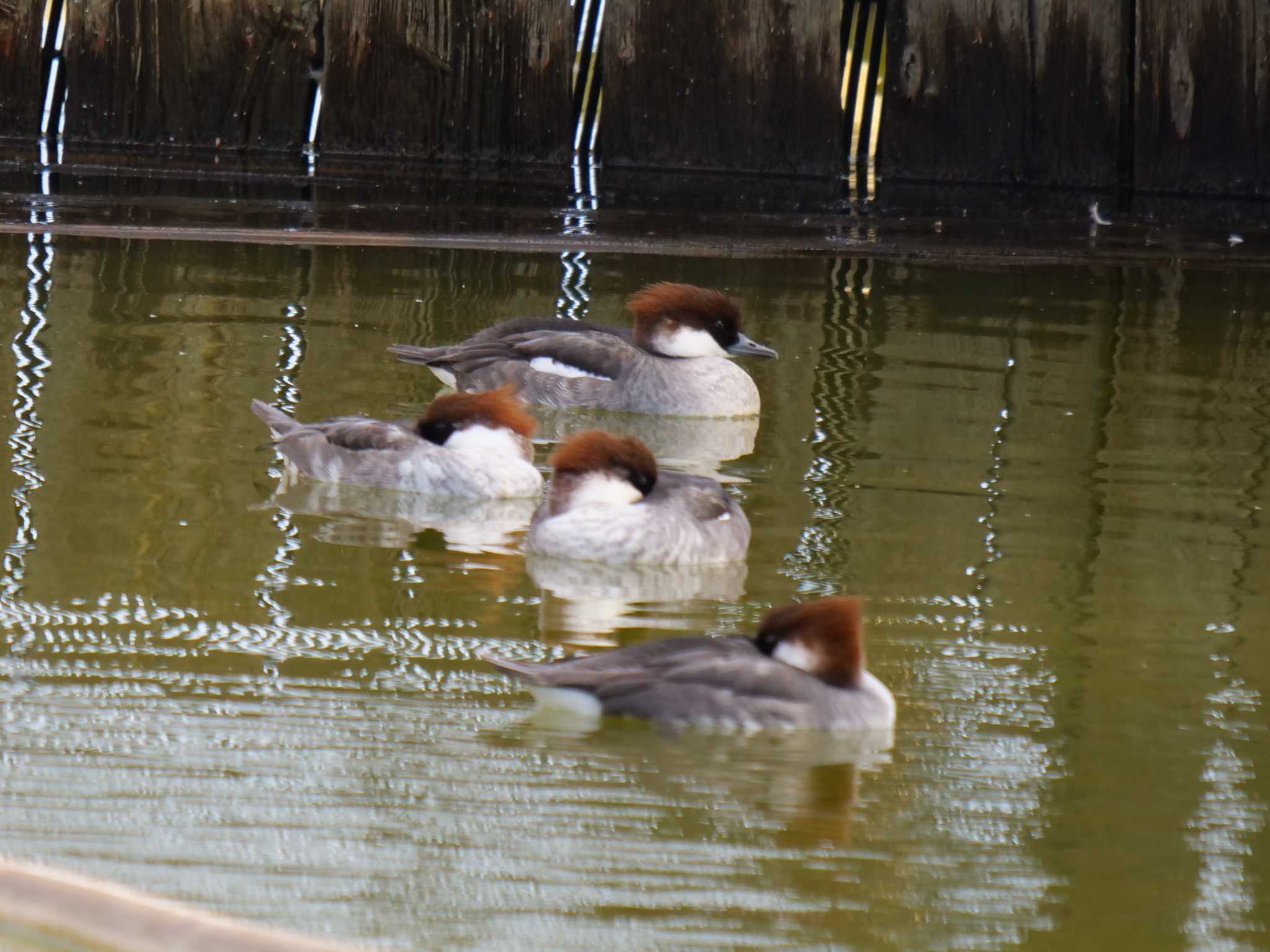 Photo of Smew at 奈良市水上池