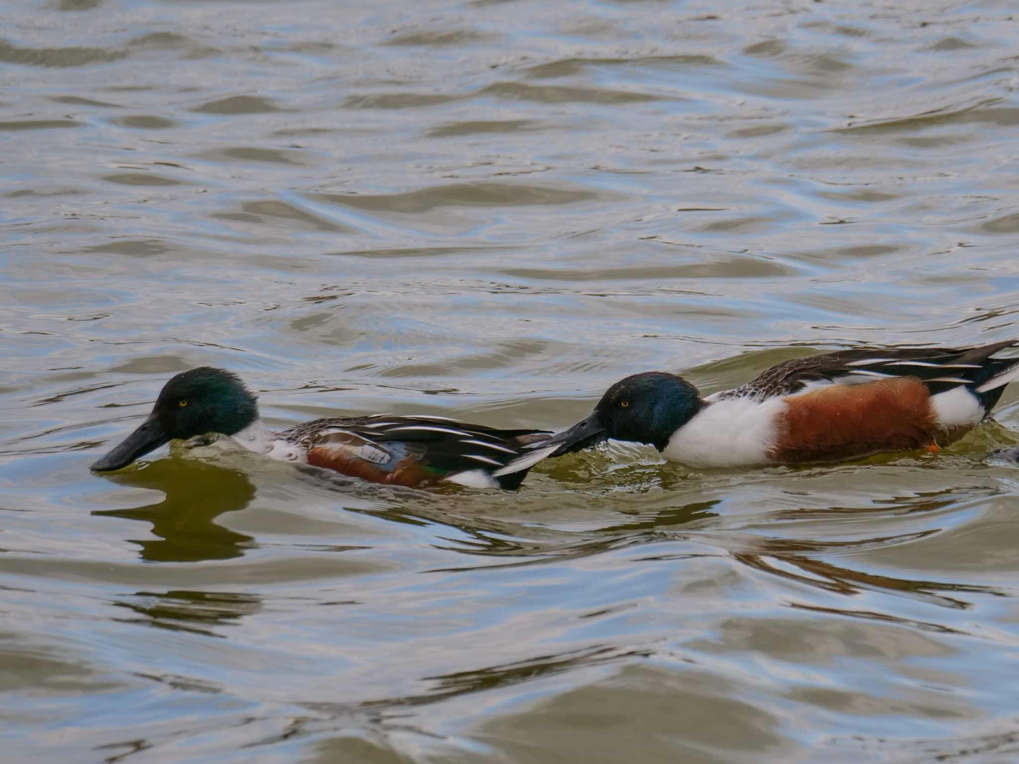 Photo of Northern Shoveler at 奈良市水上池