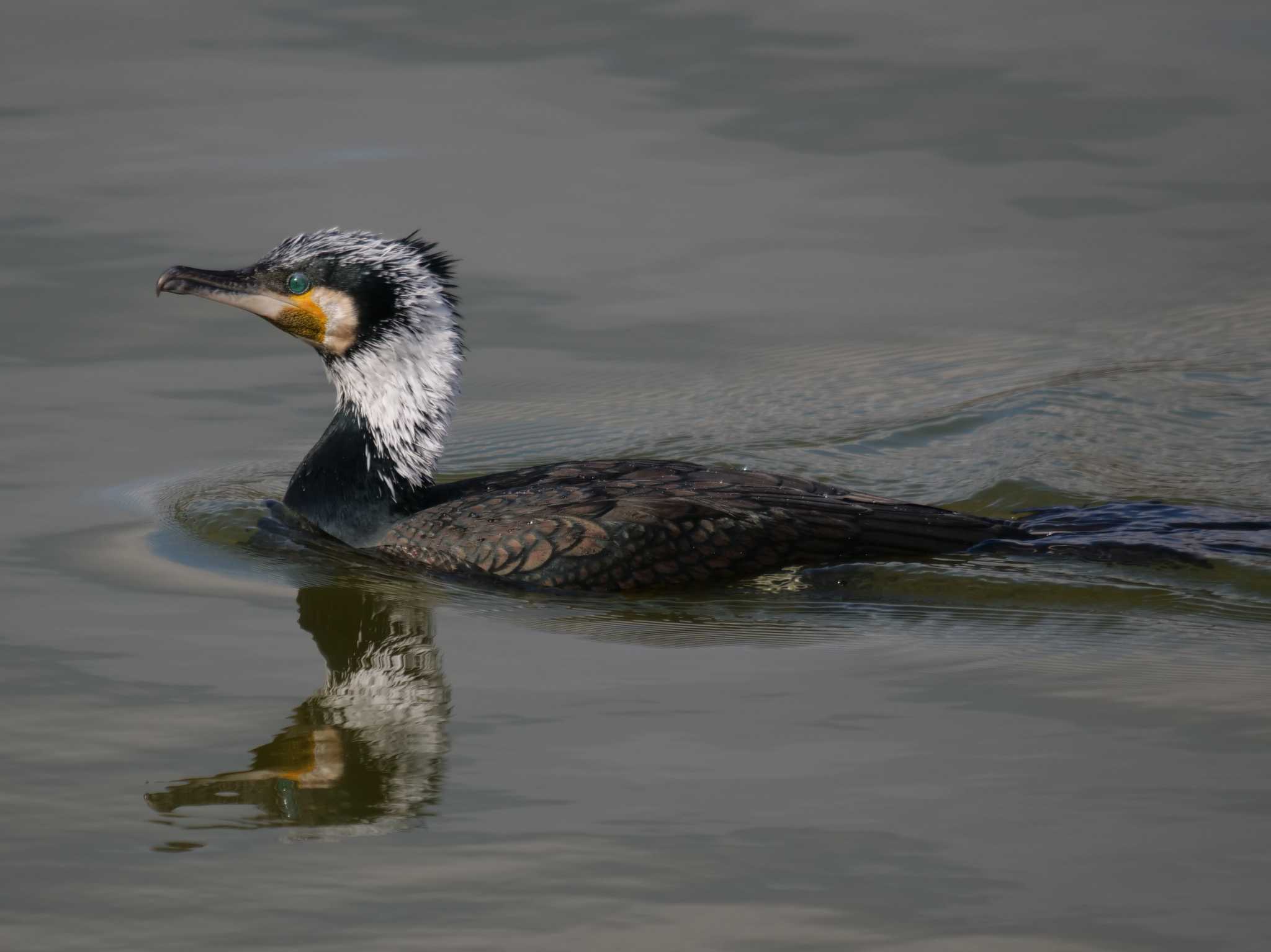 Photo of Great Cormorant at 奈良市水上池