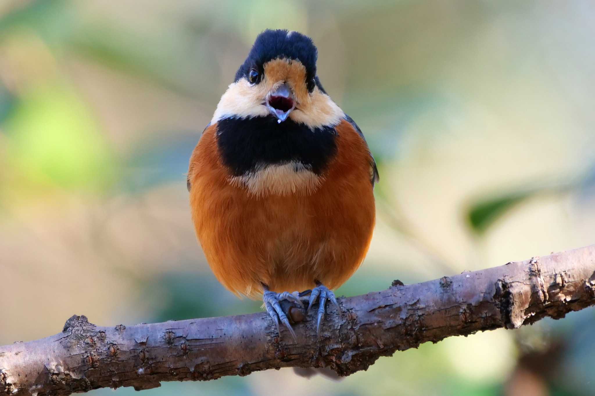 Photo of Varied Tit at Yatoyama Park