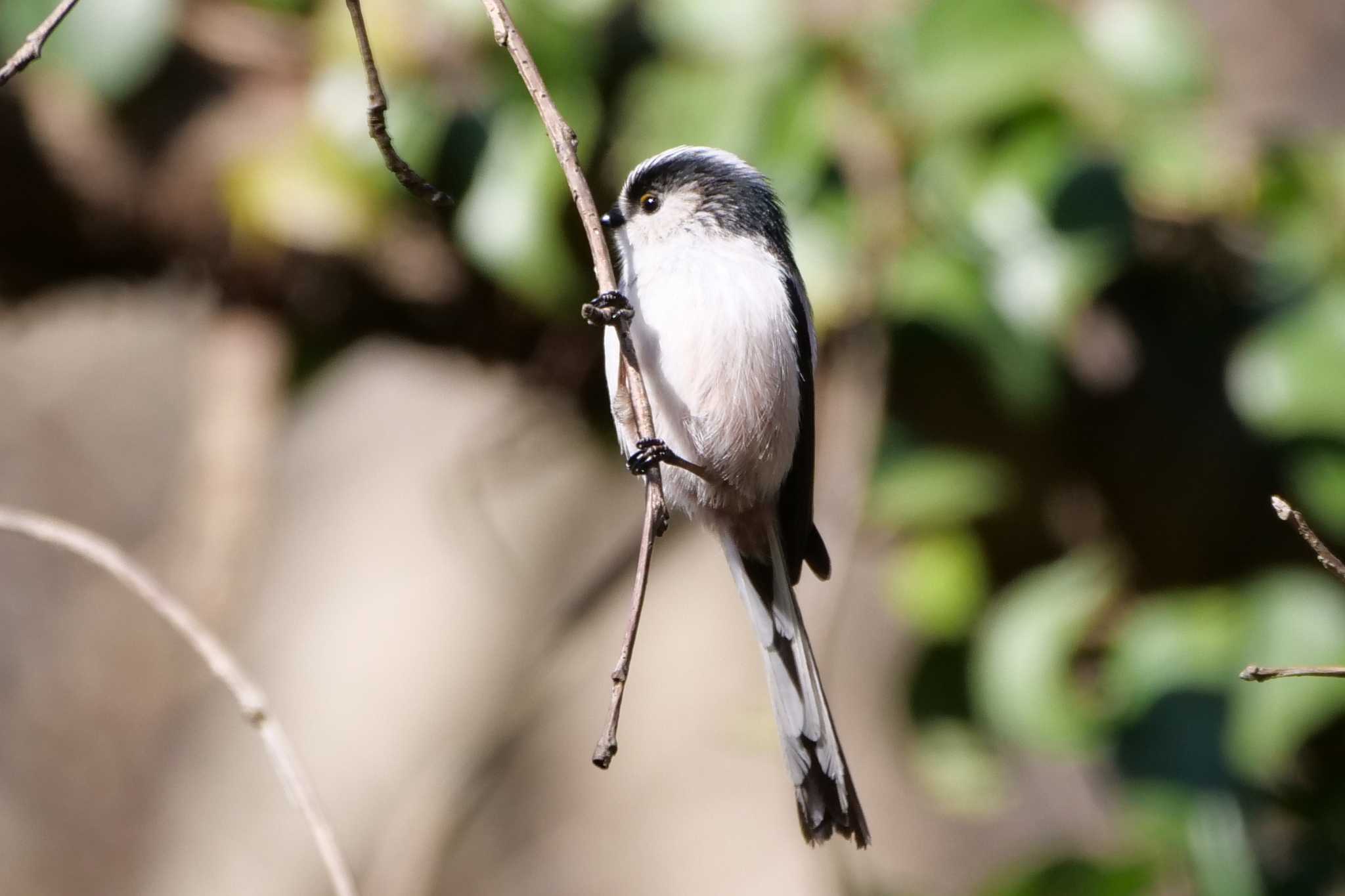 Photo of Long-tailed Tit at Maioka Park by ぴくるす