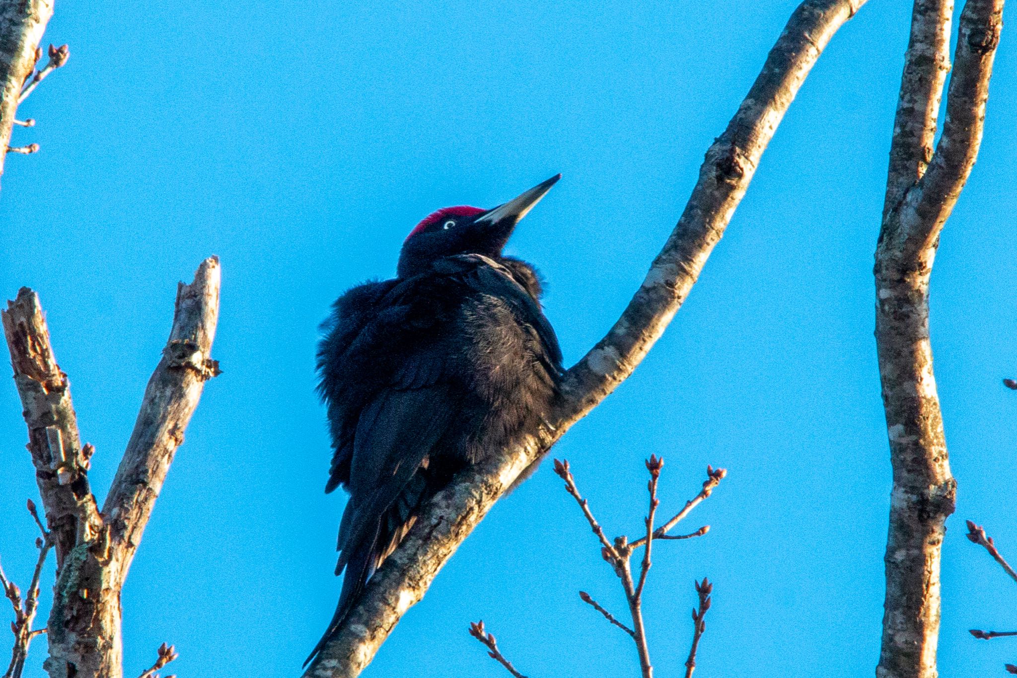 Photo of Black Woodpecker at 青葉公園(千歳市)