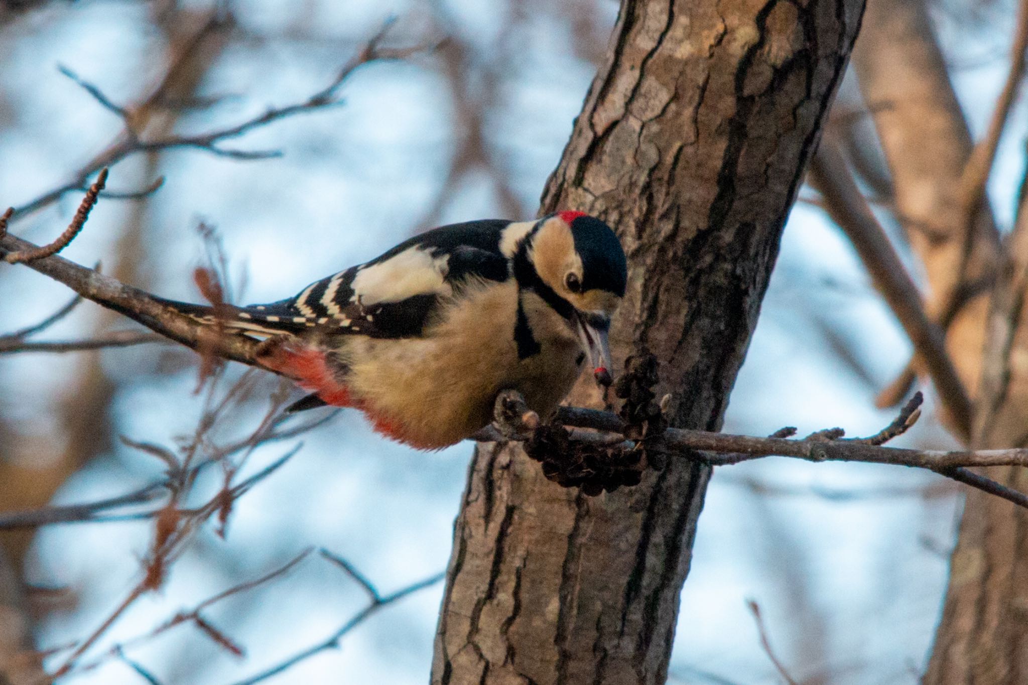 Photo of Great Spotted Woodpecker at 青葉公園(千歳市)