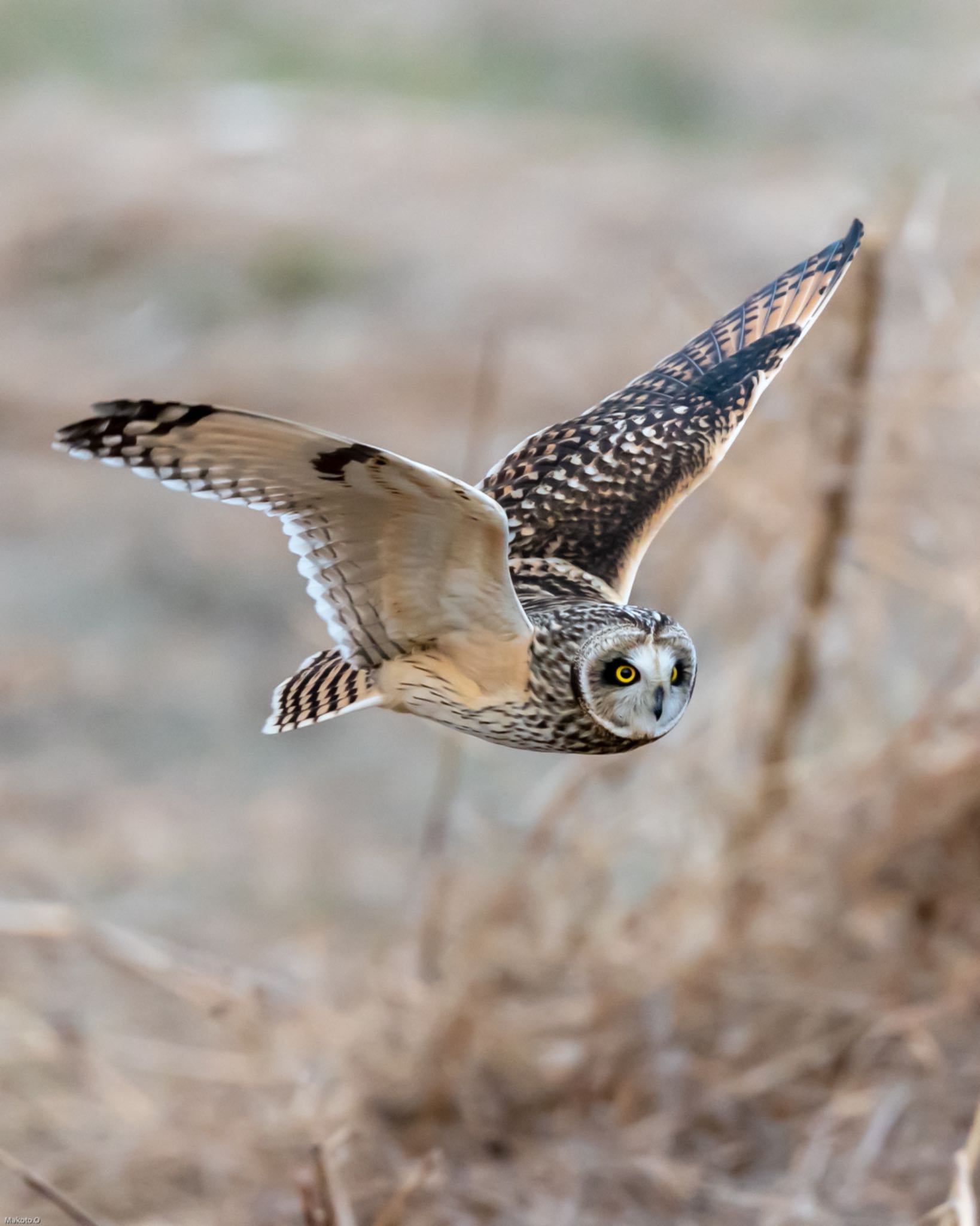  コミミズクの写真