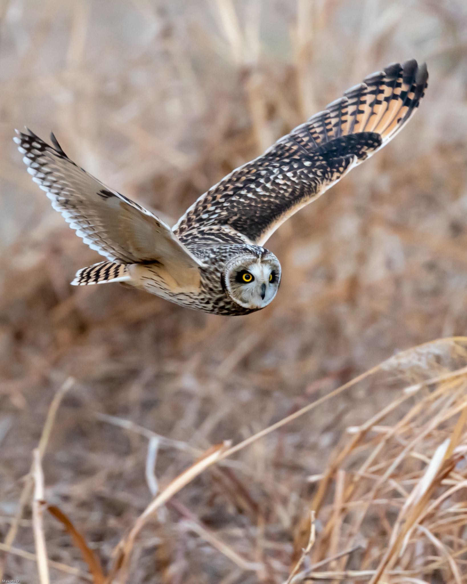  コミミズクの写真