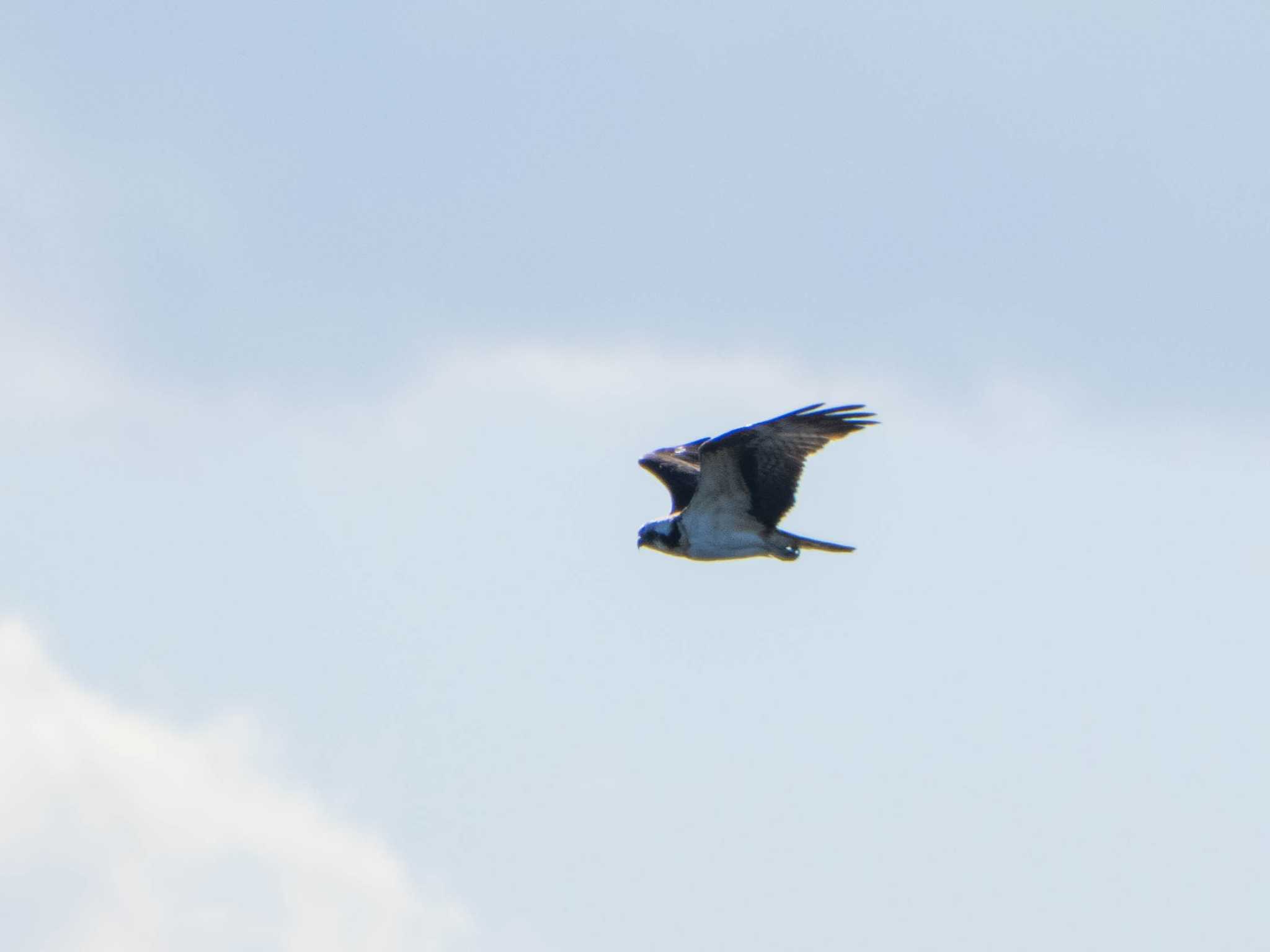 葛西臨海公園 ミサゴの写真