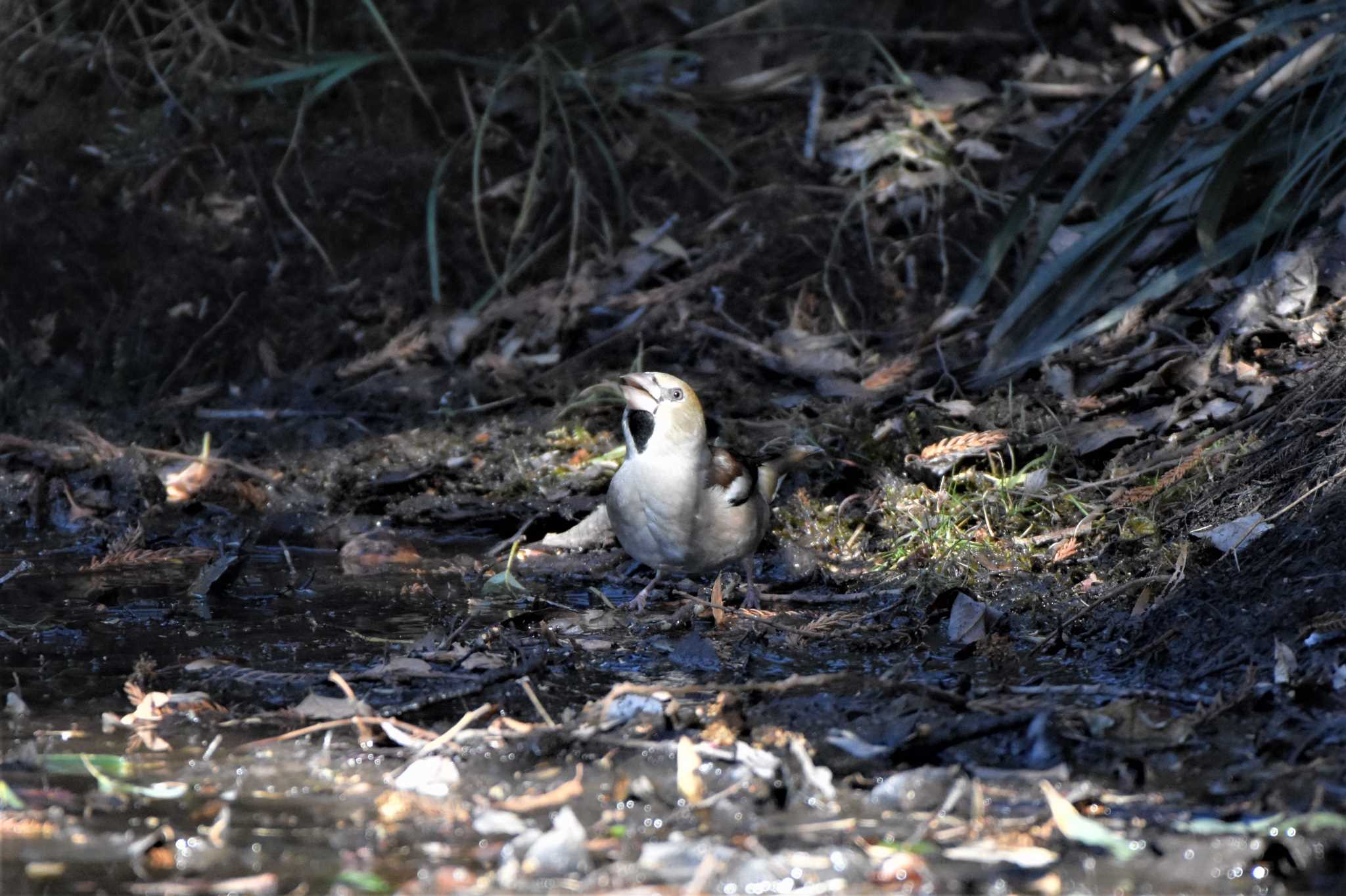 Hawfinch