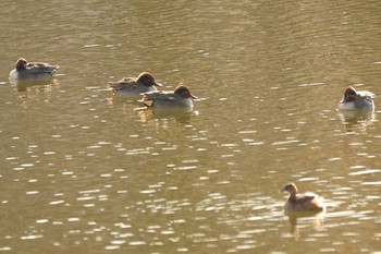 コガモ 二ツ池公園 2021年1月3日(日)