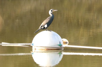 カワウ 二ツ池公園 2021年1月3日(日)