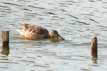 2021年1月3日(日) 二ツ池公園の野鳥観察記録