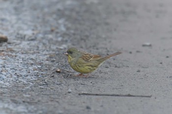 アオジ 滋賀県甲賀市甲南町創造の森 2021年1月7日(木)