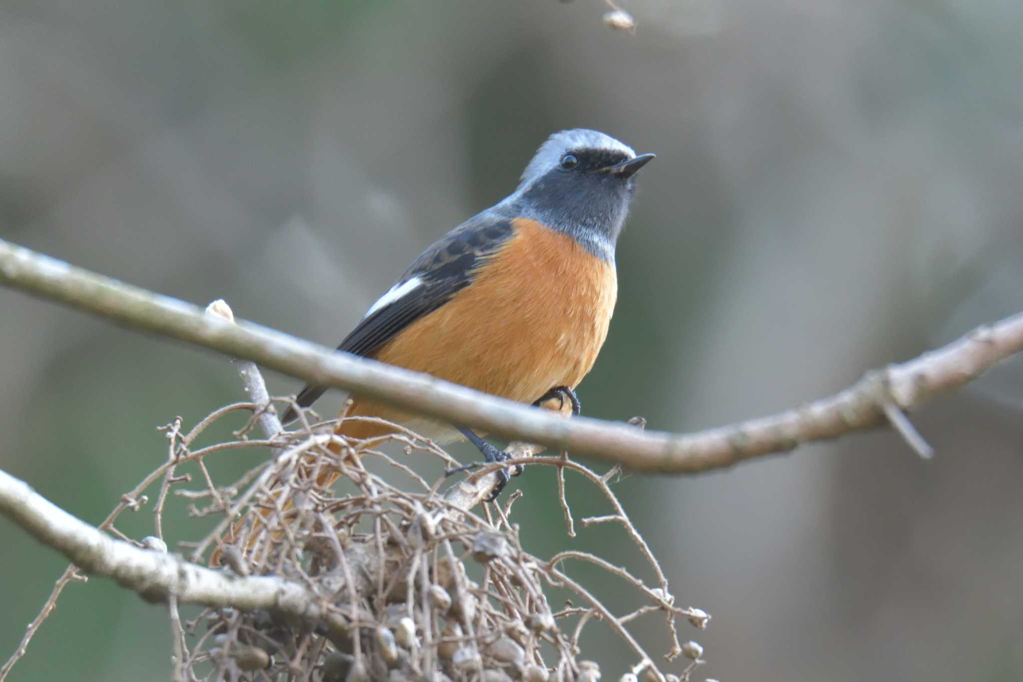 Photo of Daurian Redstart at 滋賀県甲賀市甲南町創造の森