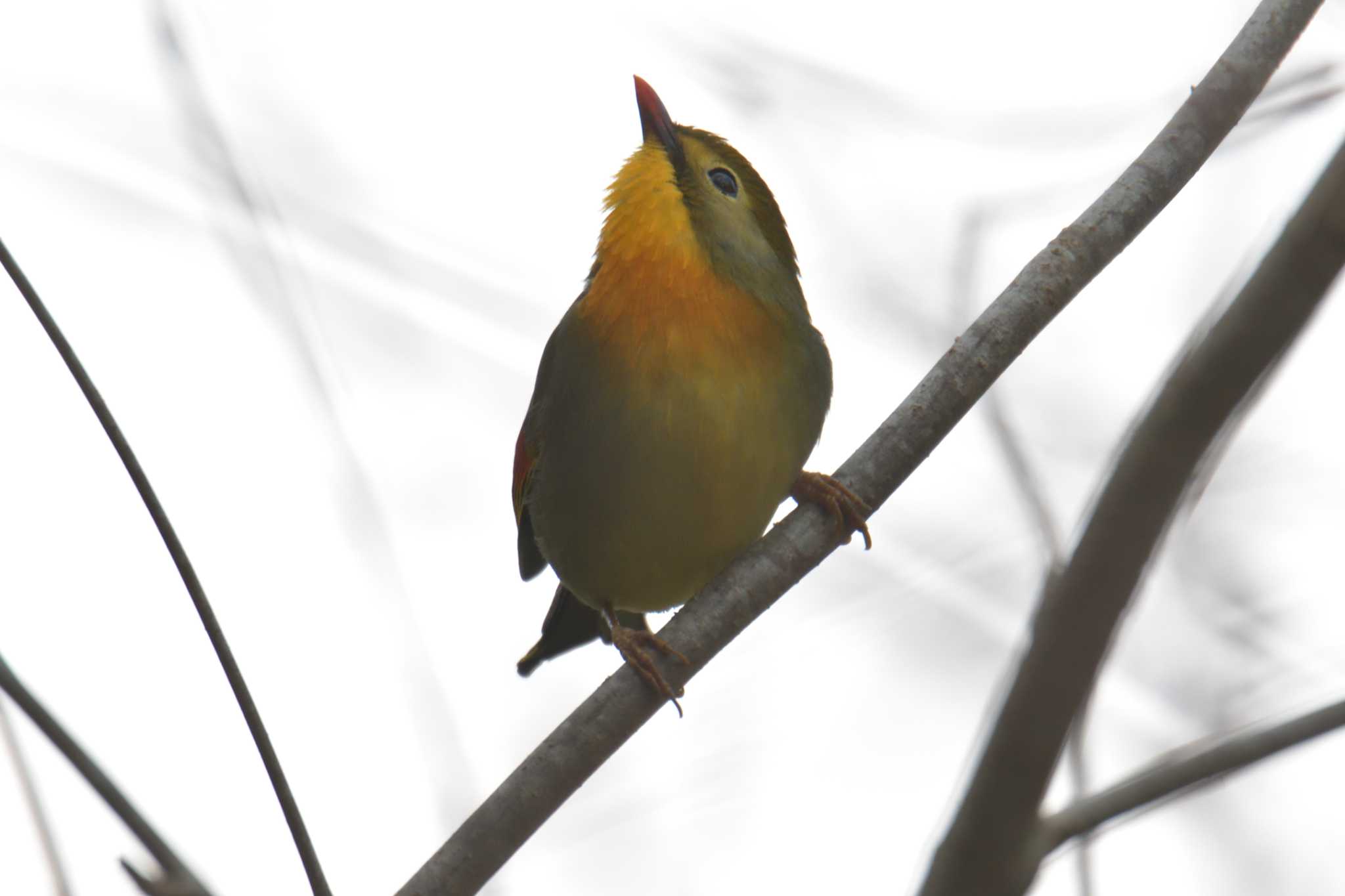 Photo of Red-billed Leiothrix at 滋賀県甲賀市甲南町創造の森
