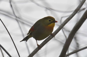 ソウシチョウ 滋賀県甲賀市甲南町創造の森 2021年1月7日(木)