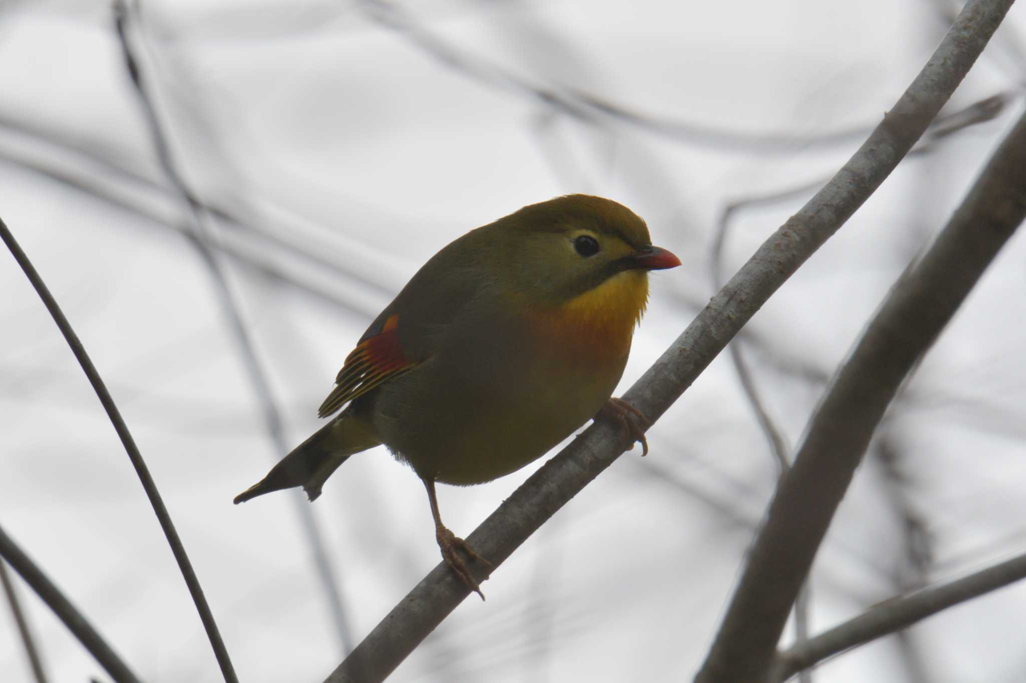 Photo of Red-billed Leiothrix at 滋賀県甲賀市甲南町創造の森