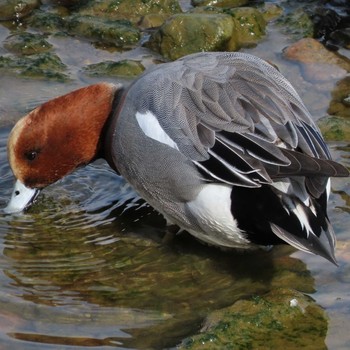 Eurasian Wigeon 岡山旭川 Thu, 1/7/2021