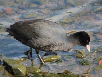 Eurasian Coot 岡山旭川 Thu, 1/7/2021