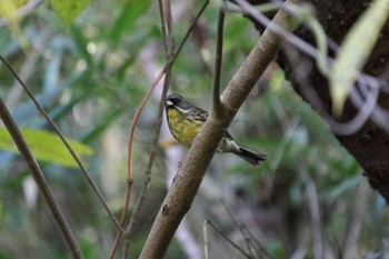 Masked Bunting 錦織公園 Tue, 11/22/2016
