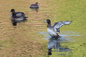 2020年10月20日(火) 三ツ池公園(横浜市鶴見区)の野鳥観察記録