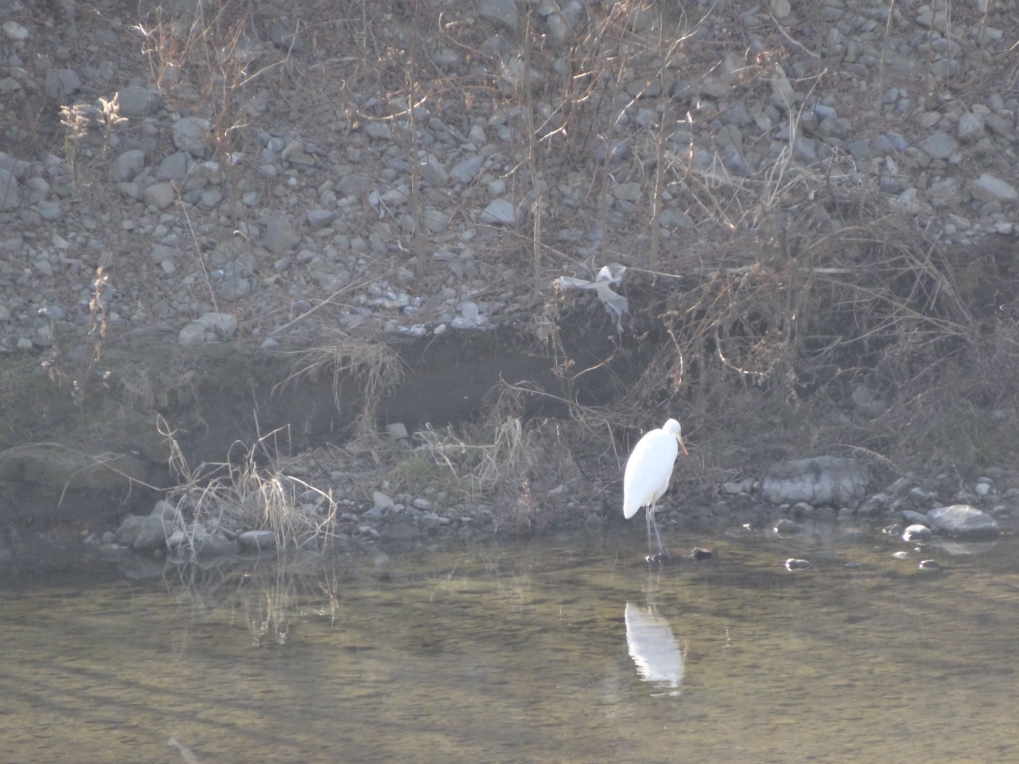 Photo of Great Egret at 浅川 (八王子)