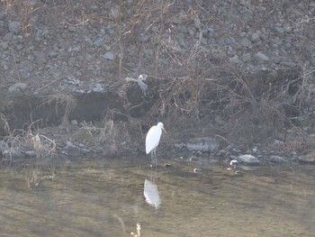 ダイサギ 浅川 (八王子) 2021年1月7日(木)