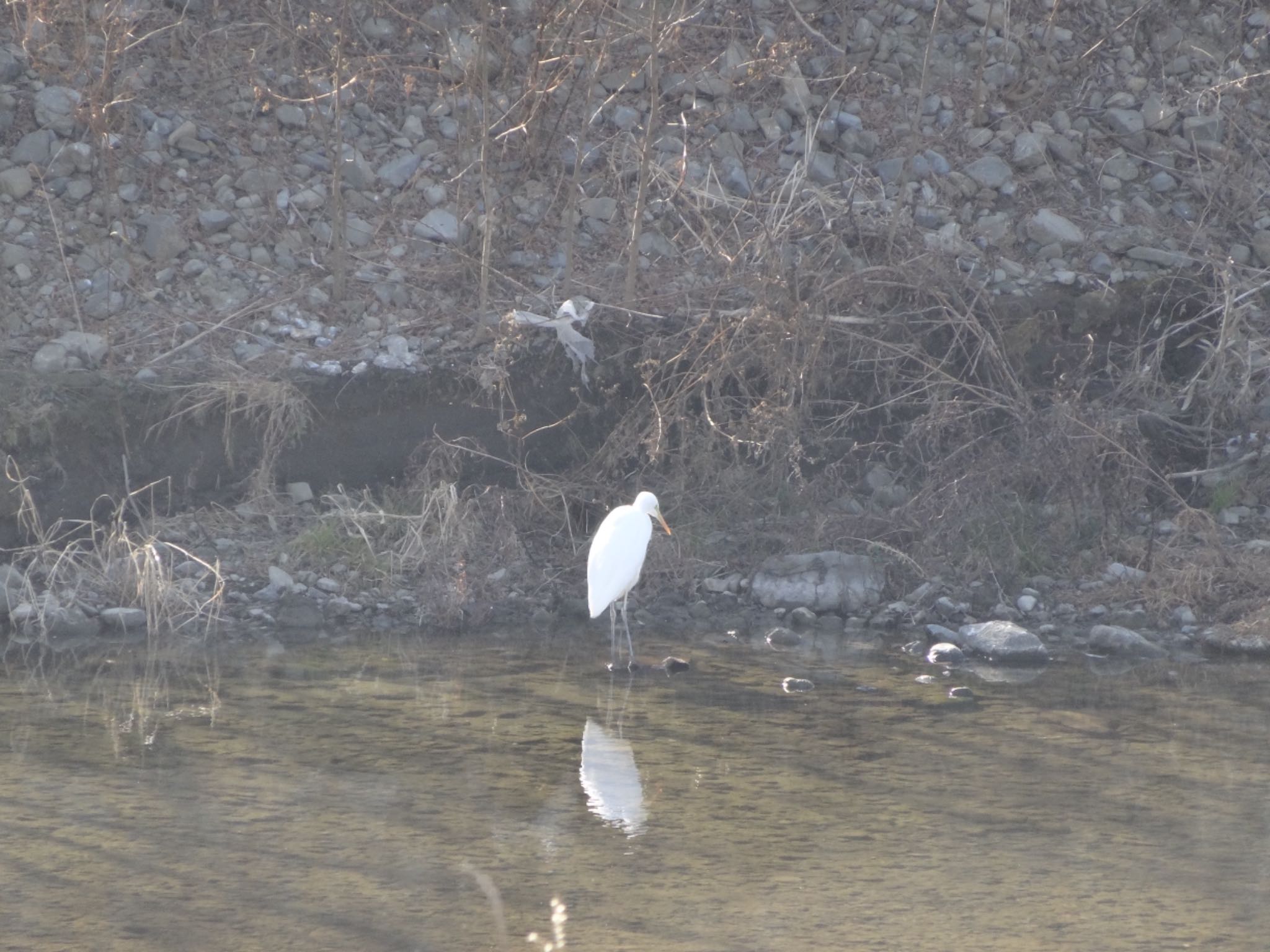 Photo of Great Egret at 浅川 (八王子)