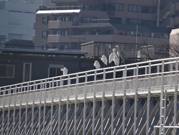 アオサギ 浅川 (八王子) 2021年1月7日(木)