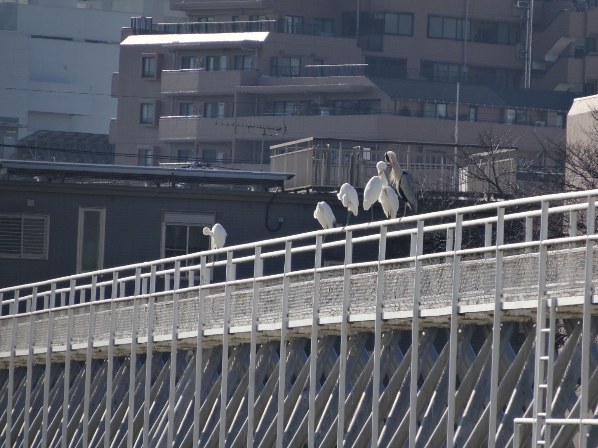 Photo of Grey Heron at 浅川 (八王子)