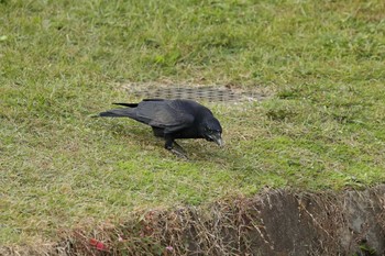 ハシボソガラス 錦織公園 2016年11月16日(水)