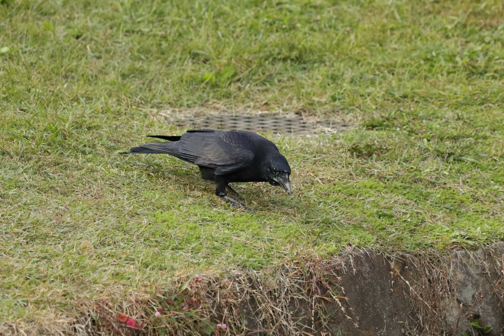 錦織公園 ハシボソガラスの写真 by 小野友弘