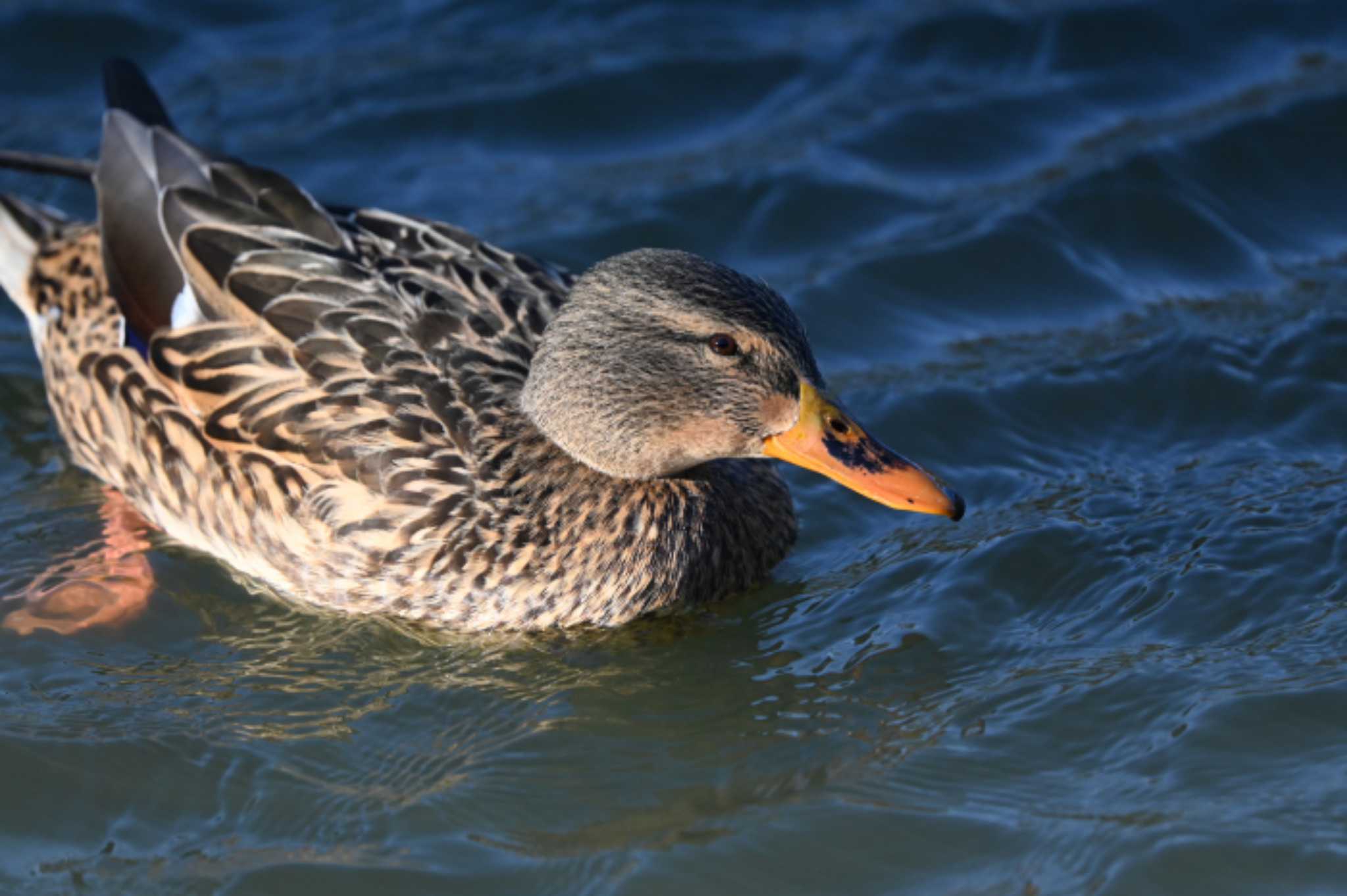 Photo of Mallard at 三渓園