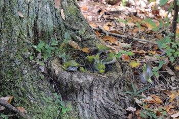 メジロ 錦織公園 2016年11月16日(水)