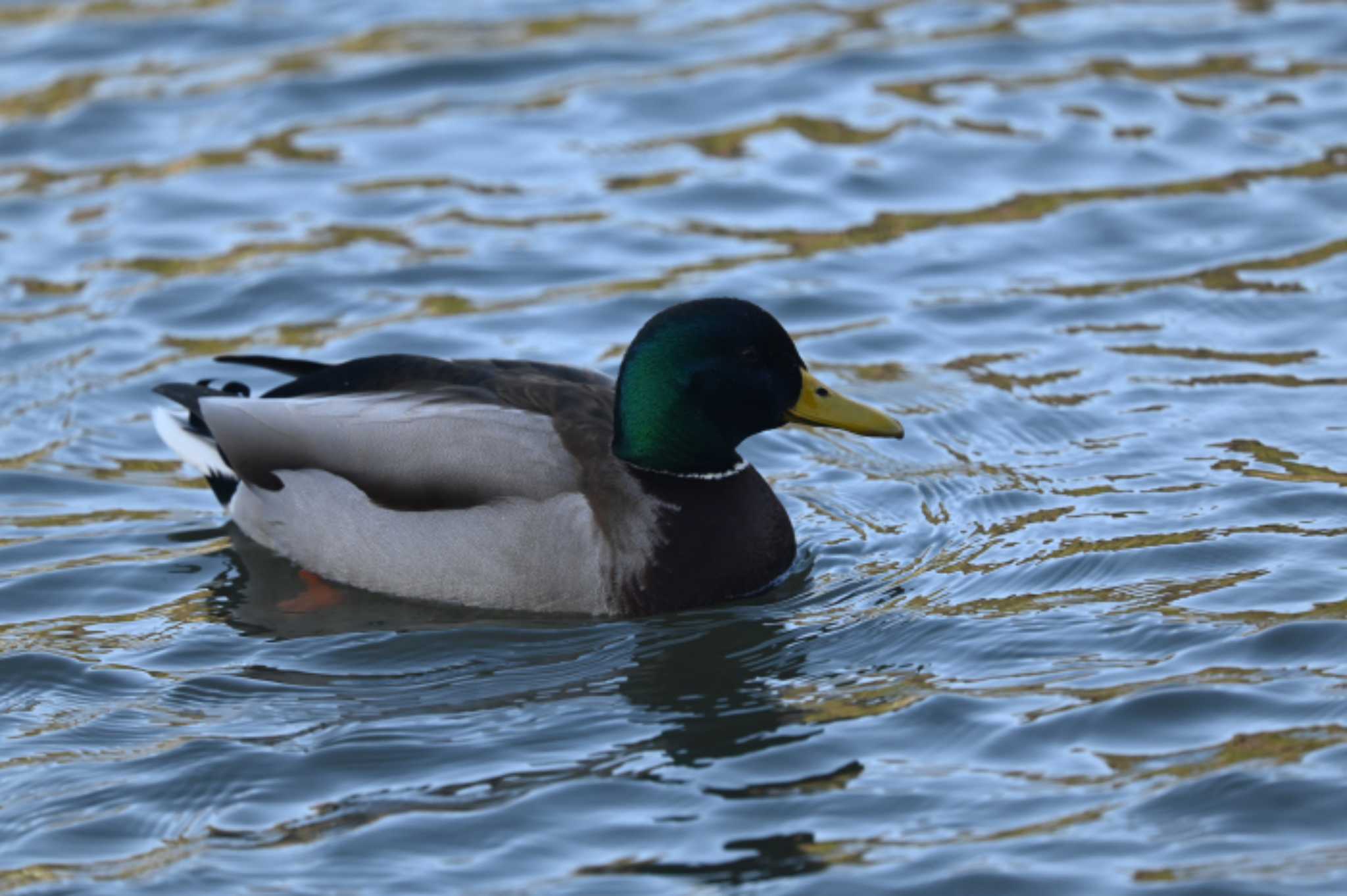 Photo of Mallard at 三渓園 by Biker