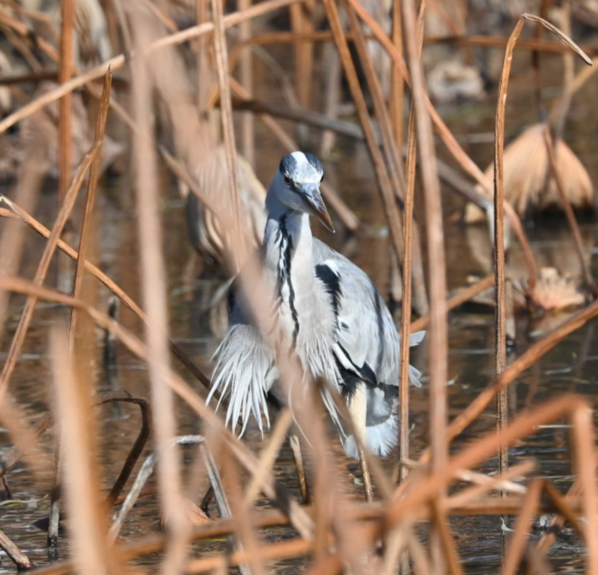 Photo of Grey Heron at 三渓園