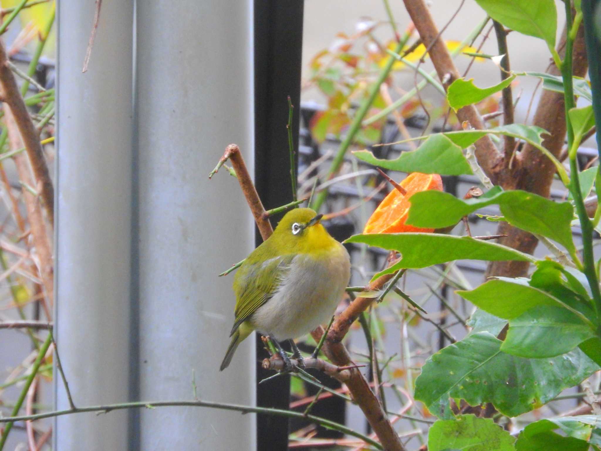 Photo of Warbling White-eye at 長崎市