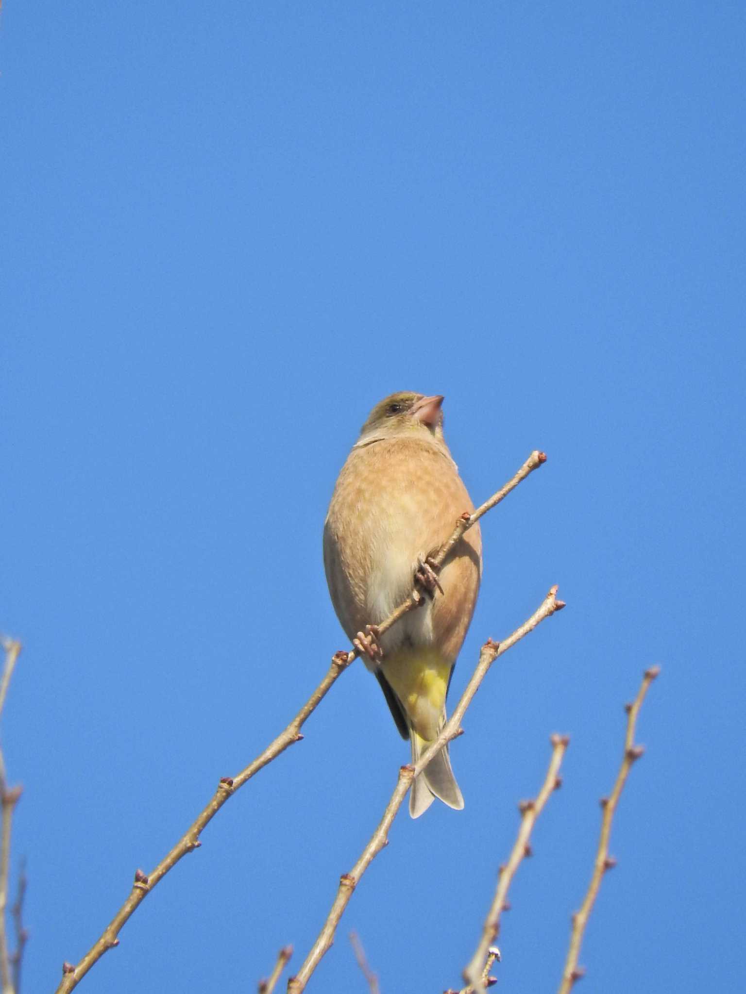 Photo of Grey-capped Greenfinch at 砂川堀北野調整池 by chiba