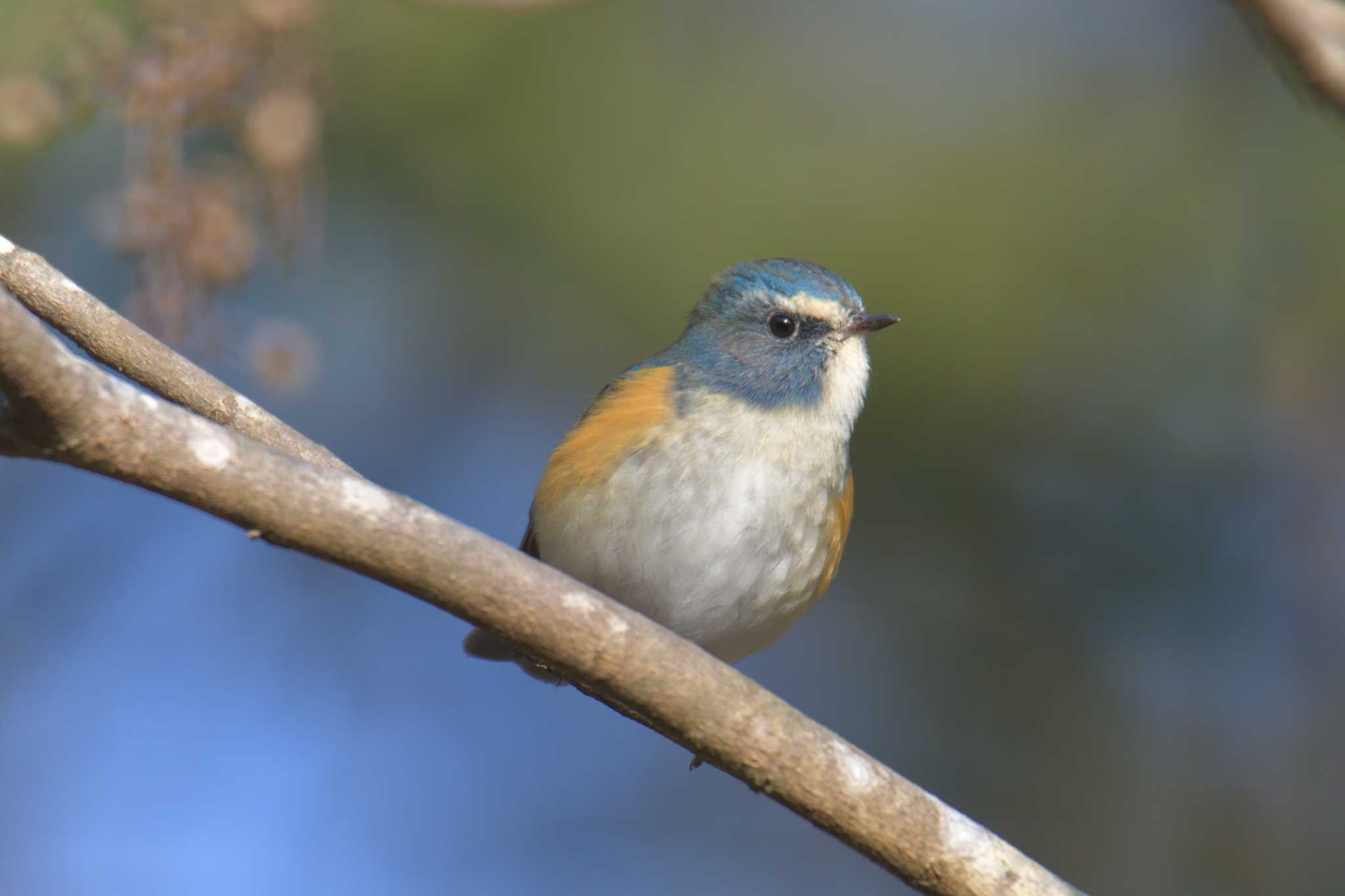 Photo of Red-flanked Bluetail at 滋賀県甲賀市甲南町創造の森