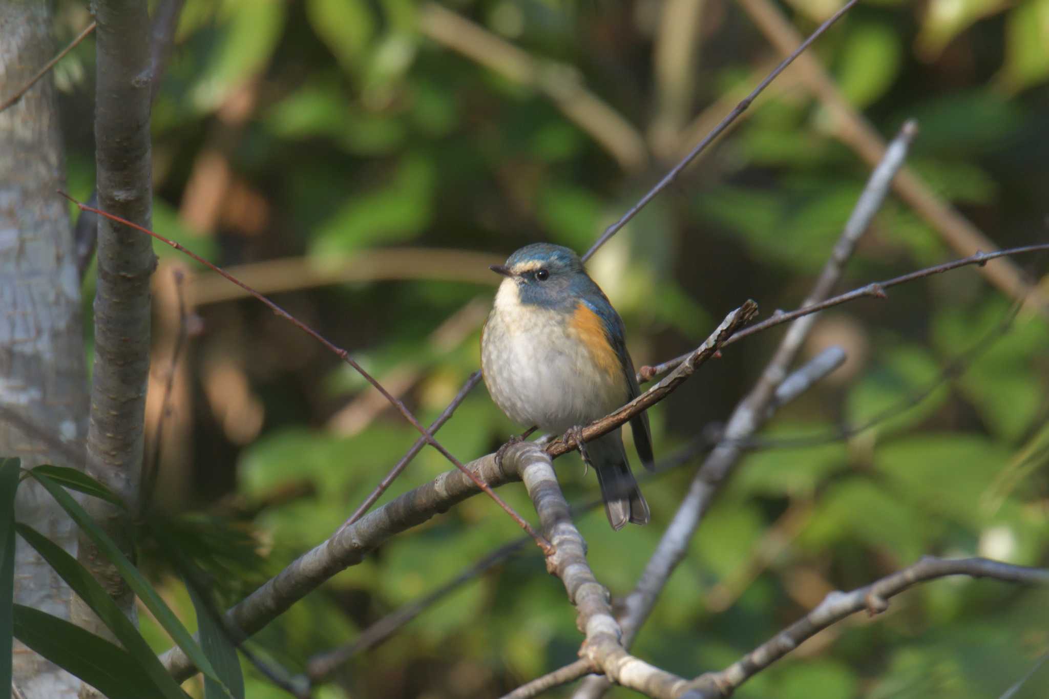 Photo of Red-flanked Bluetail at 滋賀県甲賀市甲南町創造の森