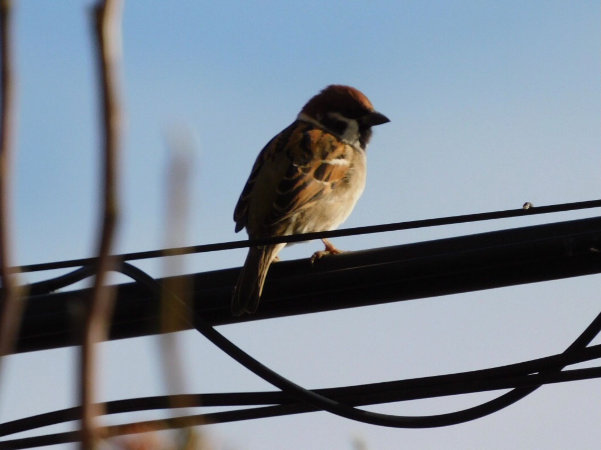 Photo of Eurasian Tree Sparrow at 千葉県/自宅庭